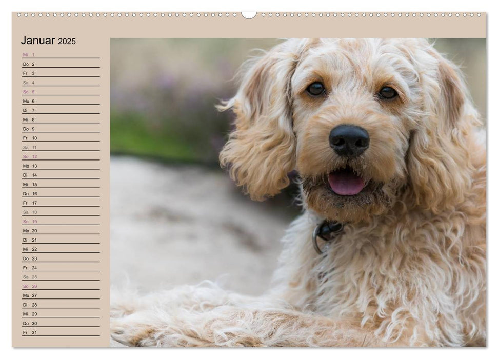 Ein Labradoodle-Welpe in der Heide (CALVENDO Premium Wandkalender 2025)