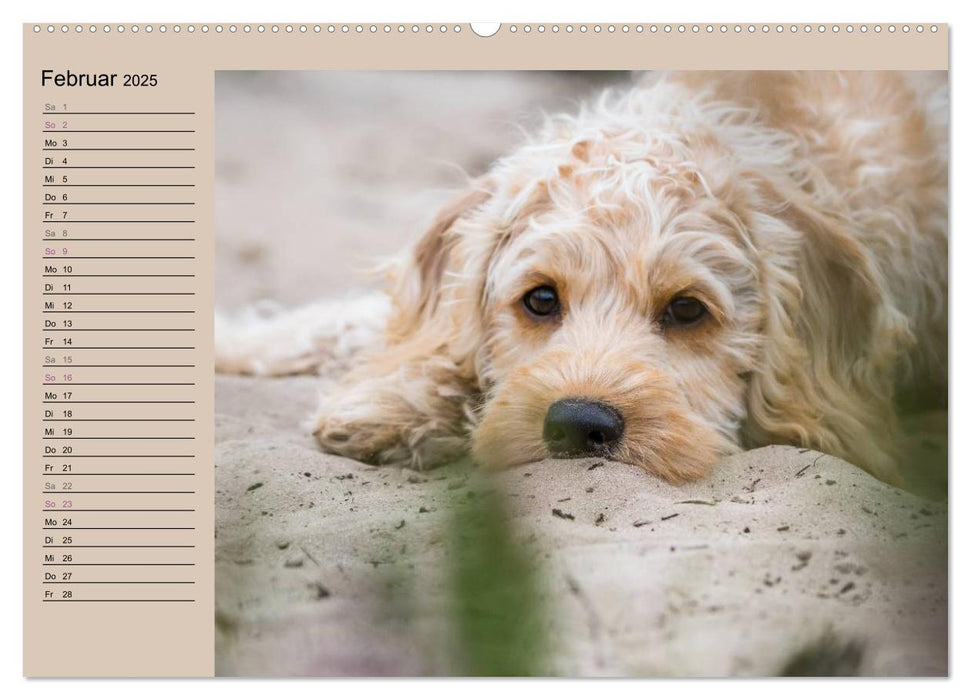 Ein Labradoodle-Welpe in der Heide (CALVENDO Premium Wandkalender 2025)