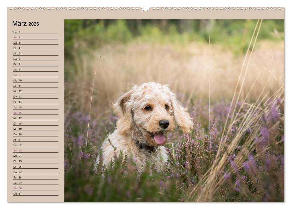 Ein Labradoodle-Welpe in der Heide (CALVENDO Premium Wandkalender 2025)