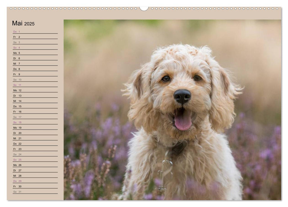 Ein Labradoodle-Welpe in der Heide (CALVENDO Premium Wandkalender 2025)