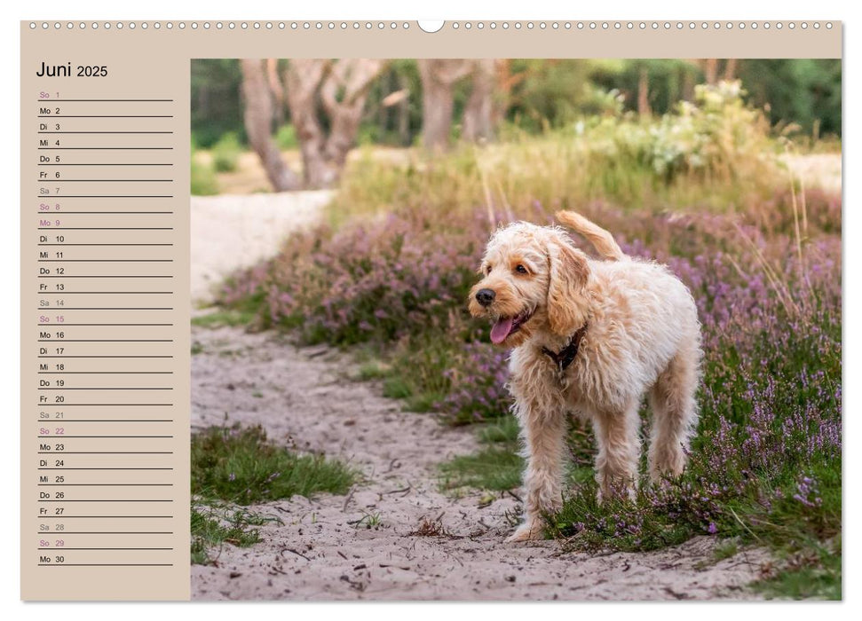 Ein Labradoodle-Welpe in der Heide (CALVENDO Premium Wandkalender 2025)