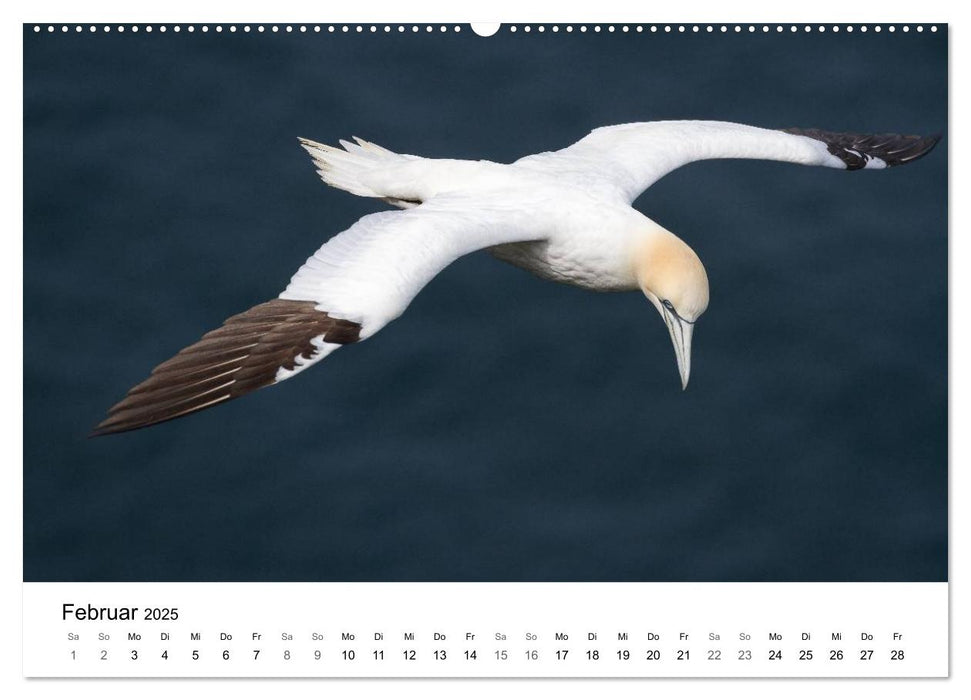 Vogelwelt und Landschaft der Färöer (CALVENDO Premium Wandkalender 2025)