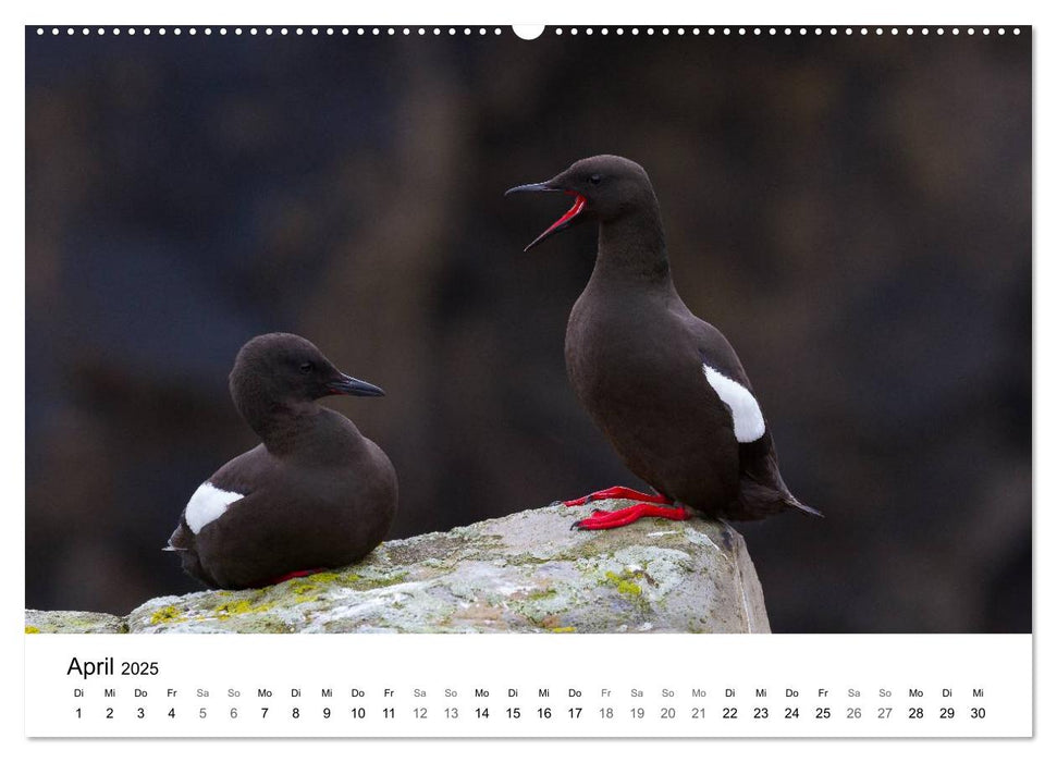 Vogelwelt und Landschaft der Färöer (CALVENDO Premium Wandkalender 2025)