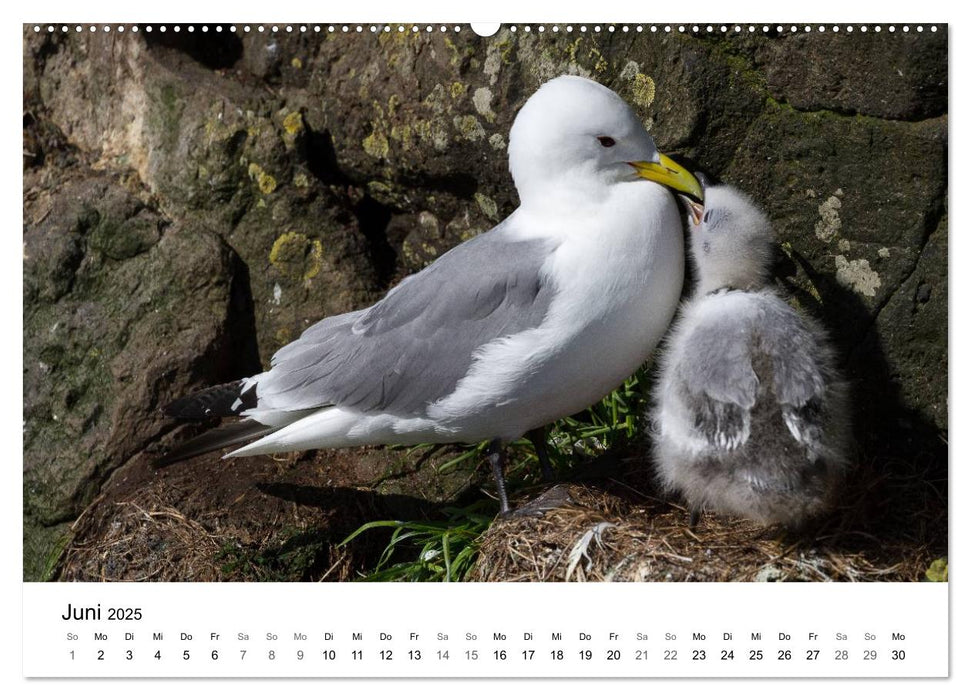 Vogelwelt und Landschaft der Färöer (CALVENDO Premium Wandkalender 2025)