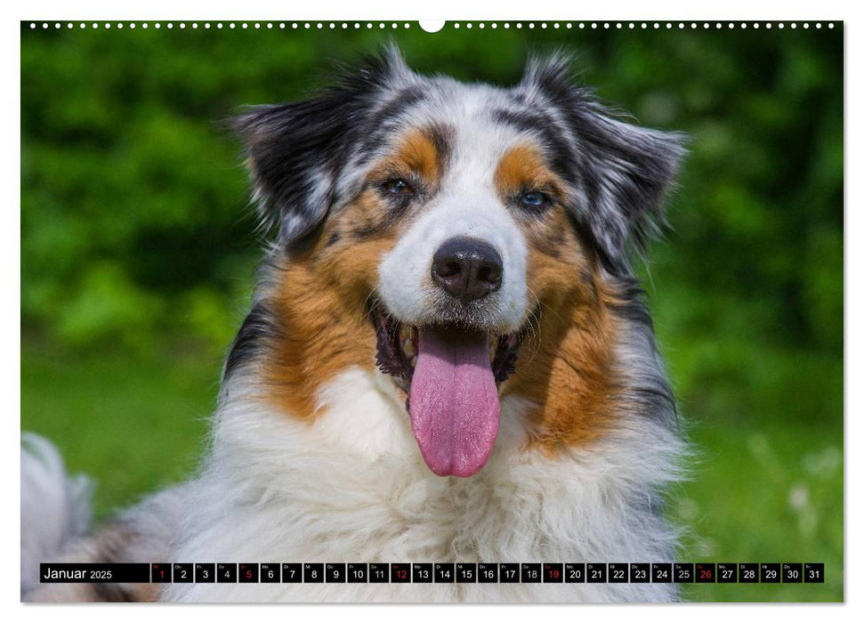 Bekannt wie ein bunter Hund. Australian Shepherd (CALVENDO Premium Wandkalender 2025)