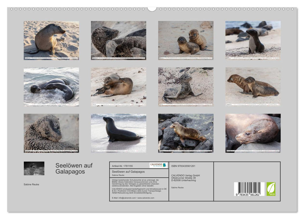 Seelöwen auf Galapagos (CALVENDO Premium Wandkalender 2025)