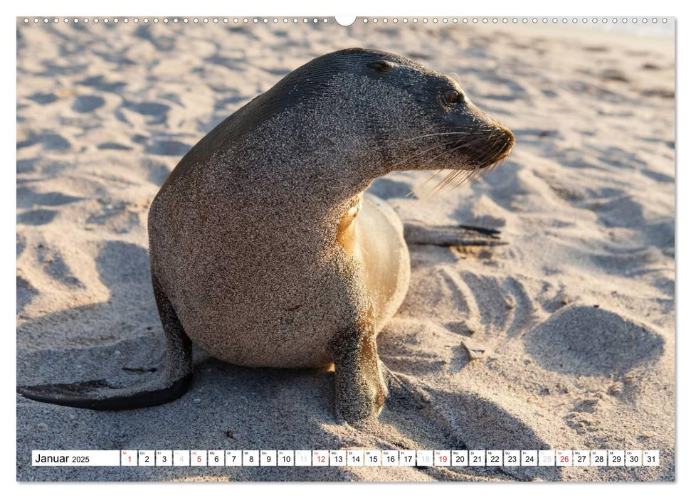 Seelöwen auf Galapagos (CALVENDO Premium Wandkalender 2025)