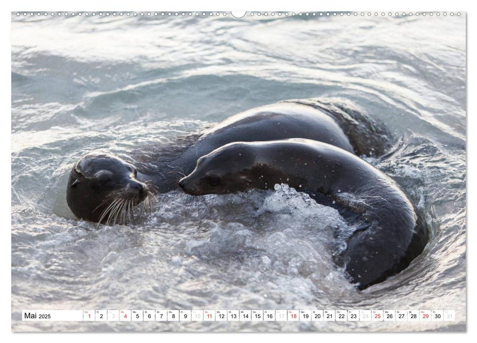 Seelöwen auf Galapagos (CALVENDO Premium Wandkalender 2025)