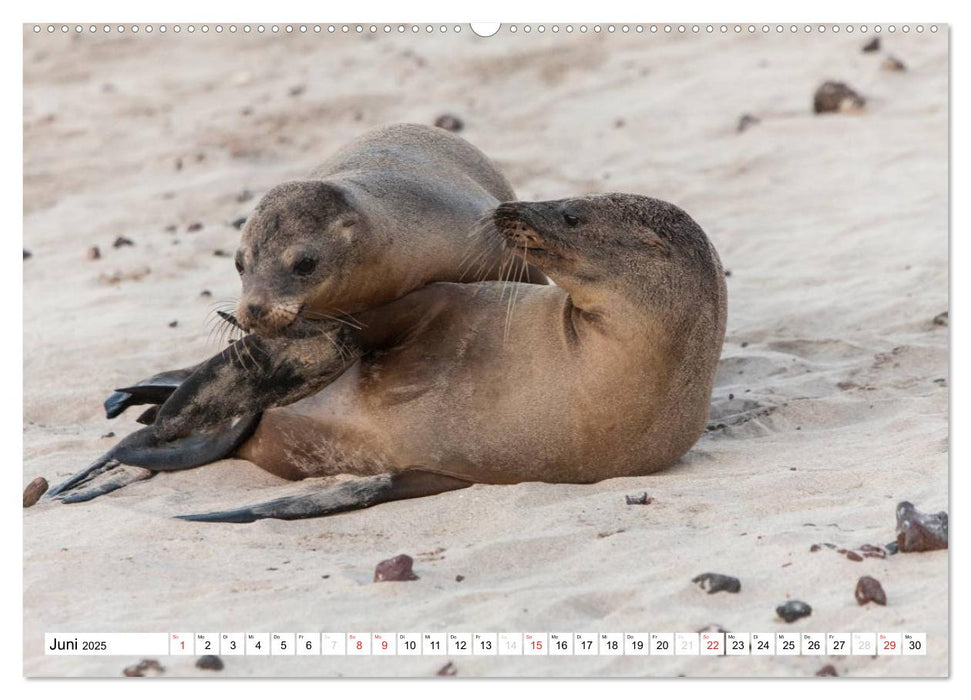 Seelöwen auf Galapagos (CALVENDO Premium Wandkalender 2025)