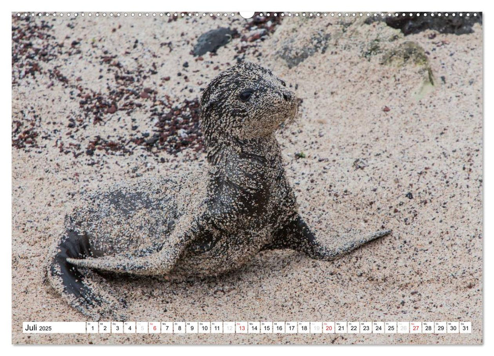 Seelöwen auf Galapagos (CALVENDO Premium Wandkalender 2025)