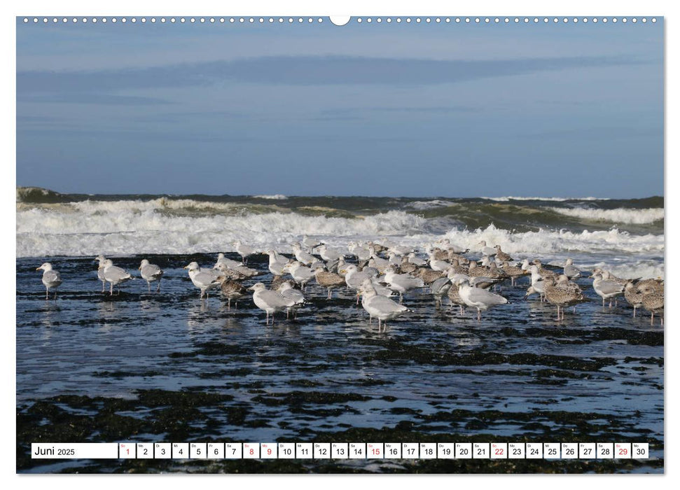 Callantsoog (CALVENDO Premium Wandkalender 2025)