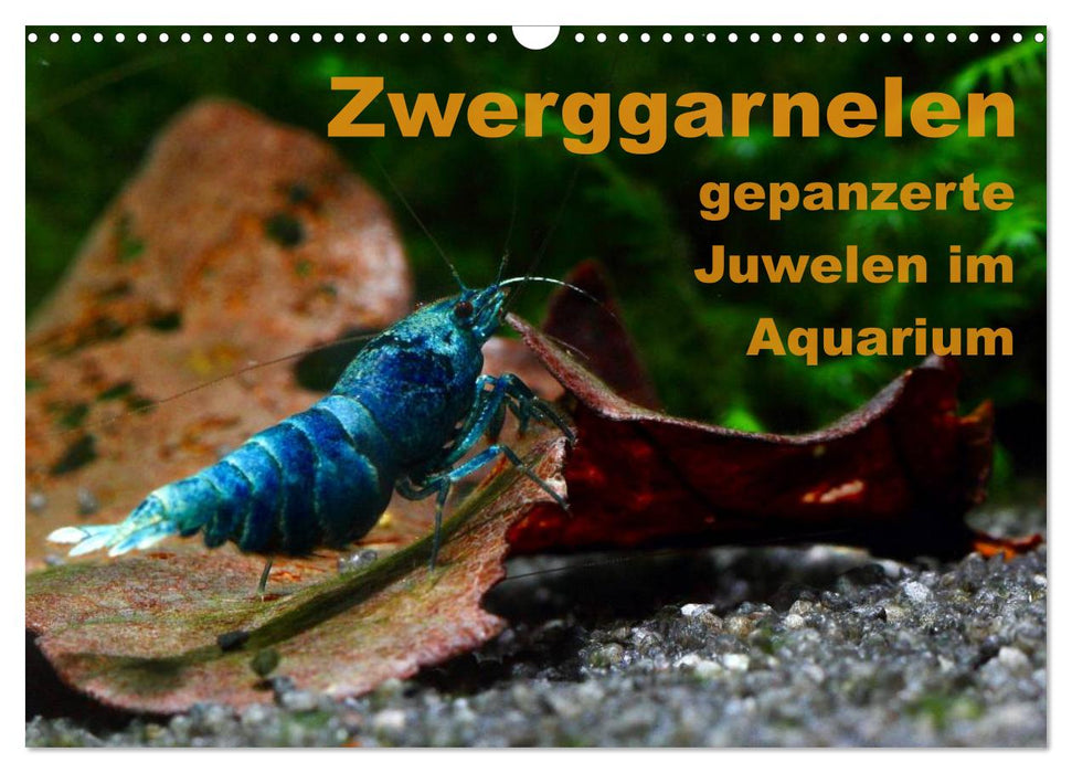 Zwerggarnelen - gepanzerte Juwelen im Aquarium (CALVENDO Wandkalender 2025)