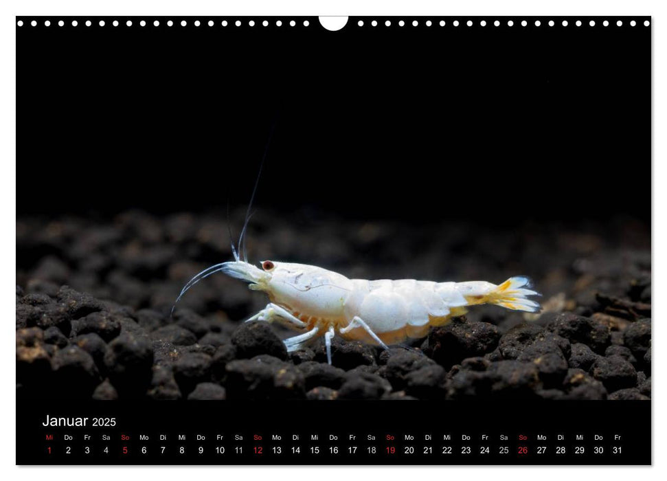 Zwerggarnelen - gepanzerte Juwelen im Aquarium (CALVENDO Wandkalender 2025)