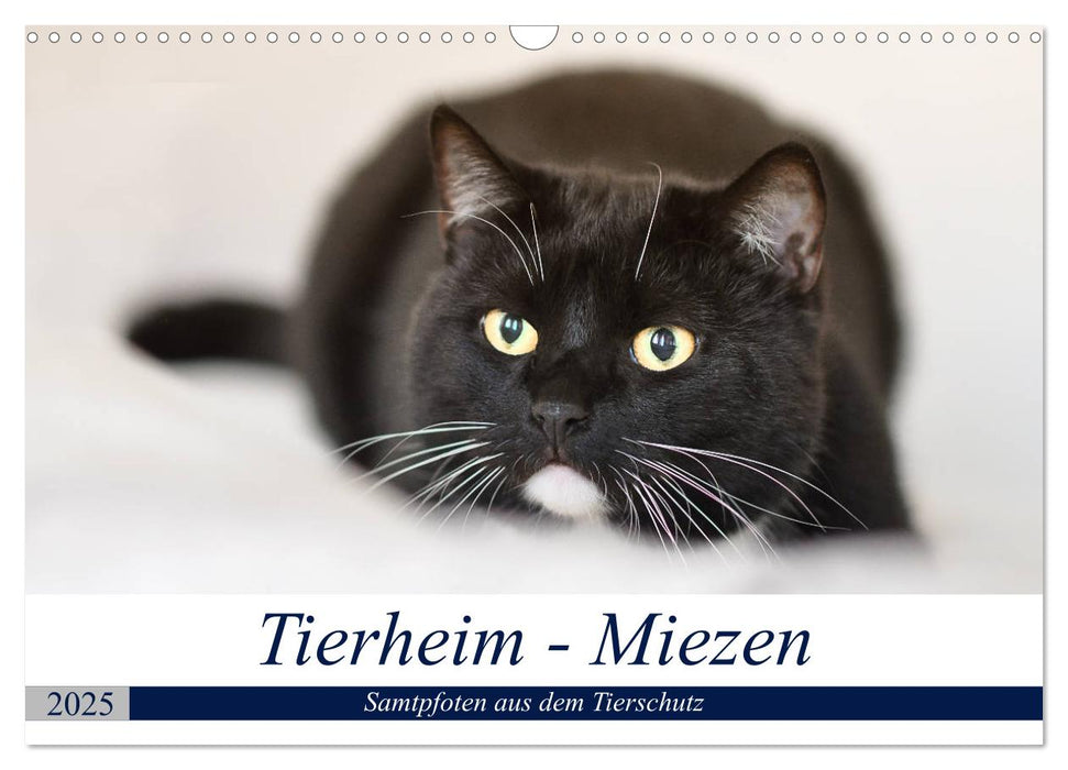 Tierheim - Miezen (CALVENDO Wandkalender 2025)