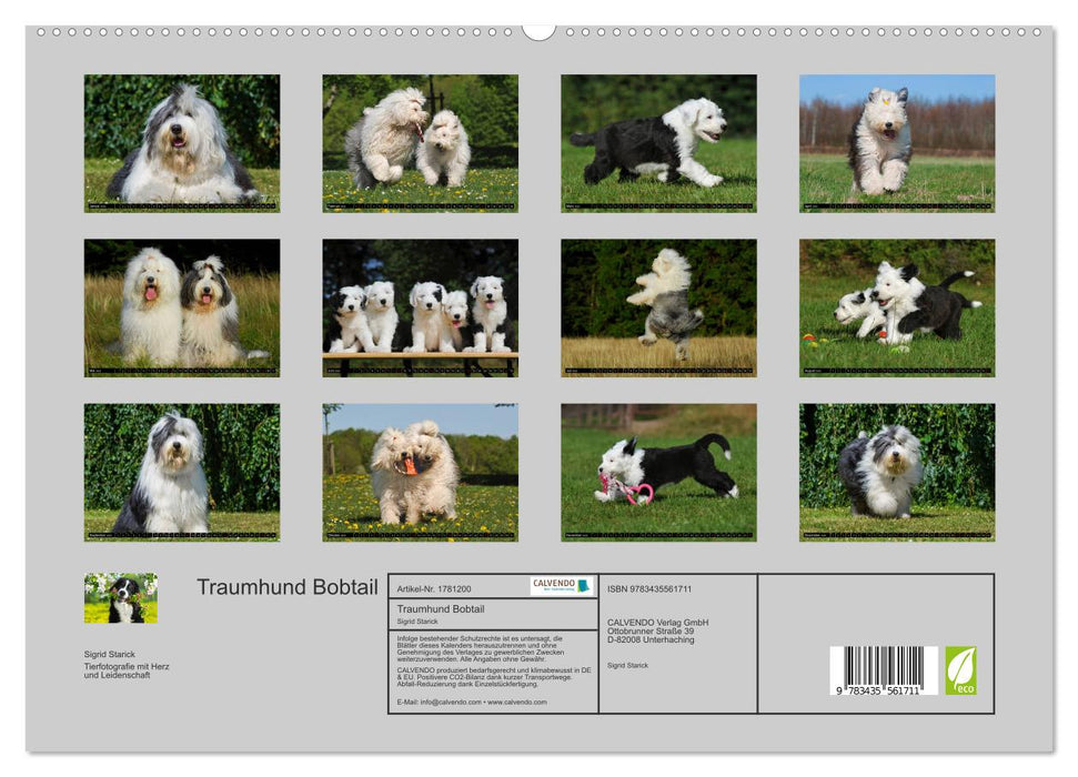 Traumhund Bobtail (CALVENDO Premium Wandkalender 2025)