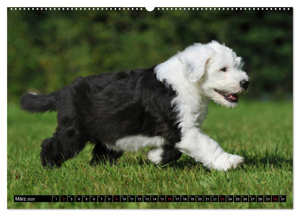 Traumhund Bobtail (CALVENDO Premium Wandkalender 2025)