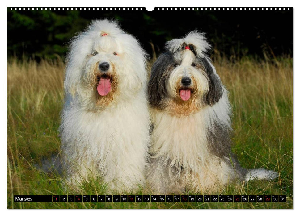 Traumhund Bobtail (CALVENDO Premium Wandkalender 2025)