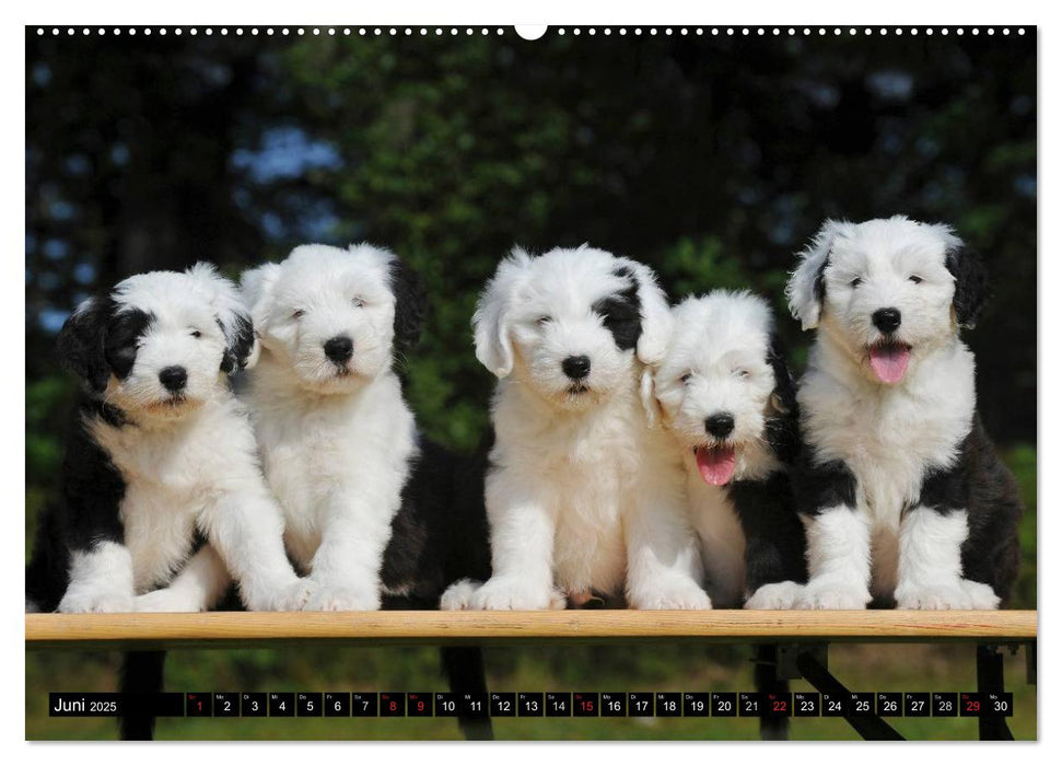 Traumhund Bobtail (CALVENDO Premium Wandkalender 2025)