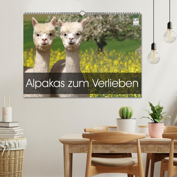 Alpakas zum Verlieben (CALVENDO Wandkalender 2025)
