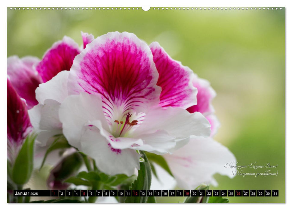 Zierbilder der Natur BLUMEN (CALVENDO Premium Wandkalender 2025)