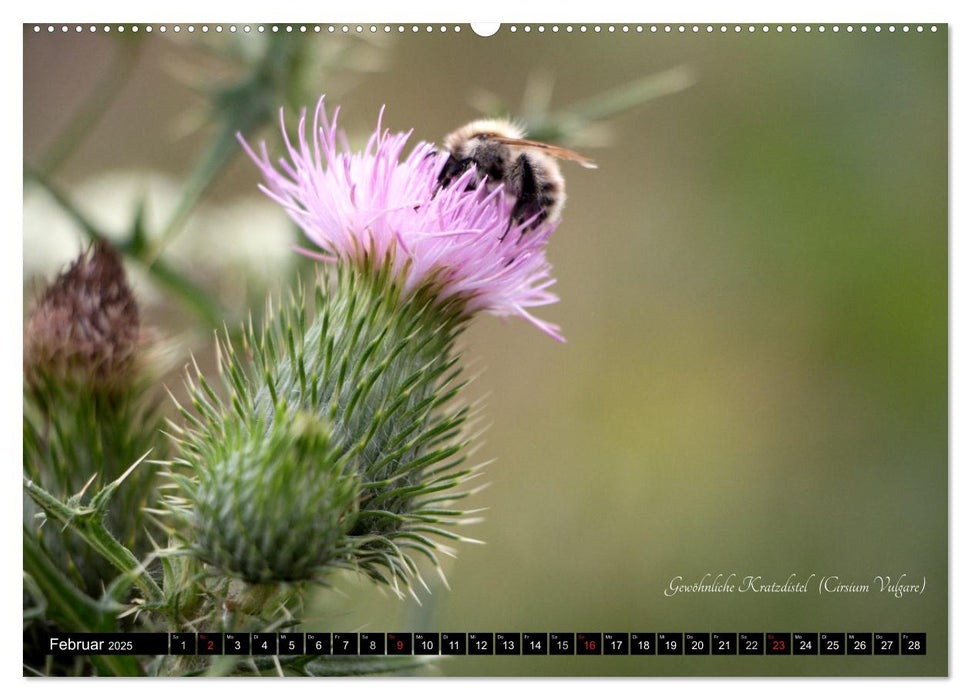 Zierbilder der Natur BLUMEN (CALVENDO Premium Wandkalender 2025)