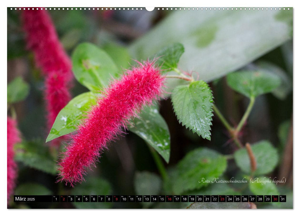 Zierbilder der Natur BLUMEN (CALVENDO Premium Wandkalender 2025)