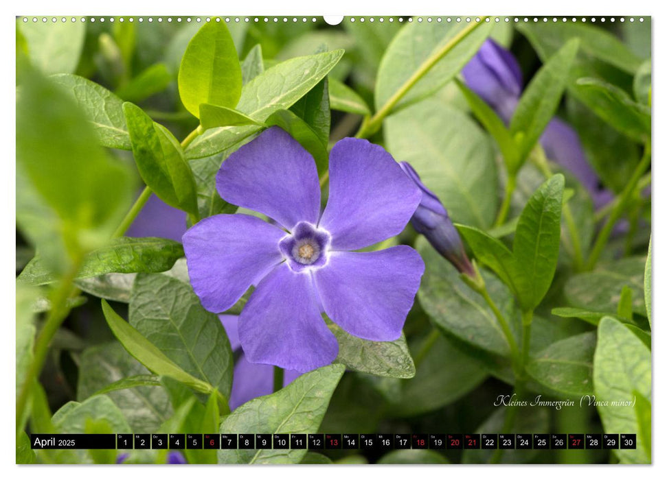 Zierbilder der Natur BLUMEN (CALVENDO Premium Wandkalender 2025)