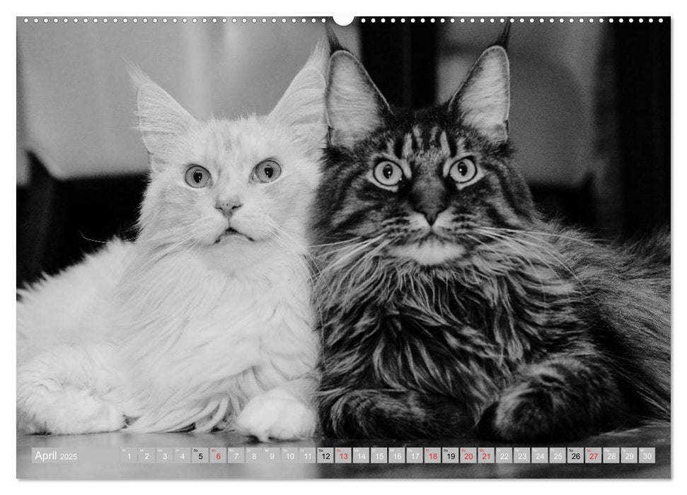 Katzen Persönlichkeiten 2025 (CALVENDO Premium Wandkalender 2025)