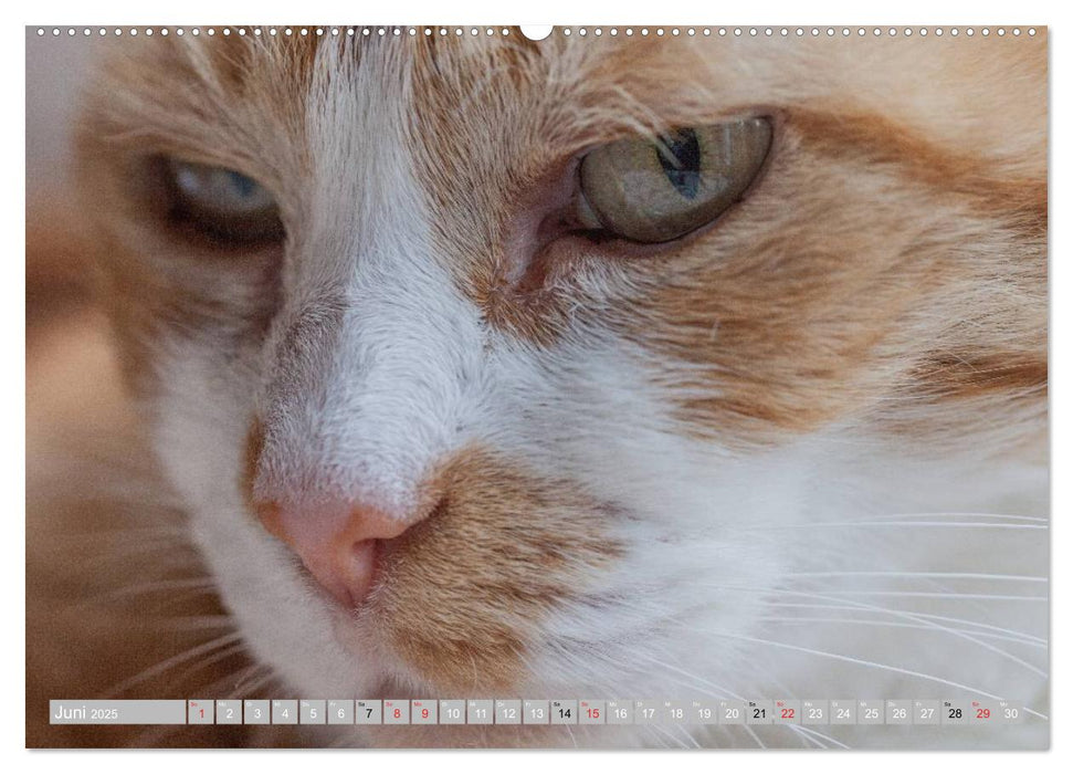 Katzen Persönlichkeiten 2025 (CALVENDO Premium Wandkalender 2025)