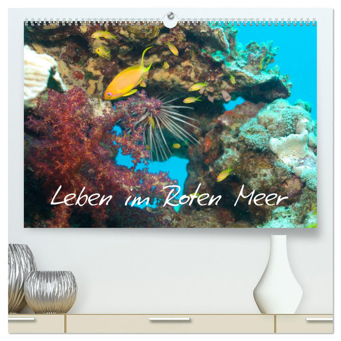 Leben im Roten Meer (CALVENDO Premium Wandkalender 2025)