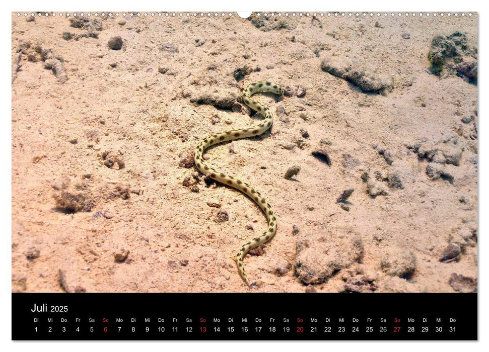 Leben im Roten Meer (CALVENDO Premium Wandkalender 2025)