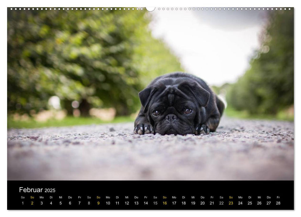 Diesel, der schwarze Mops (CALVENDO Wandkalender 2025)