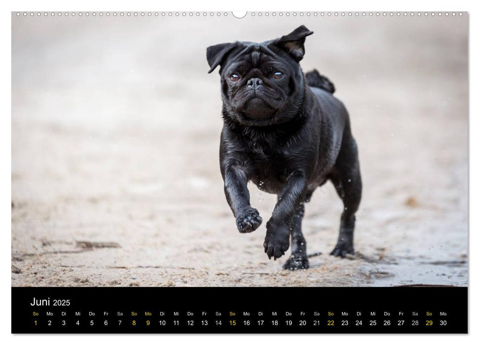 Diesel, der schwarze Mops (CALVENDO Wandkalender 2025)