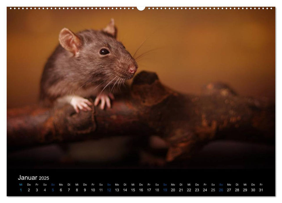 Ratten. Die große Welt der kleinen Nager (CALVENDO Premium Wandkalender 2025)