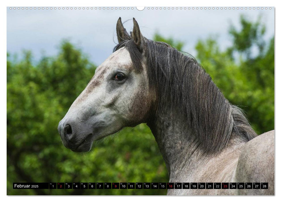 Traumpferd Lipizzaner (CALVENDO Premium Wandkalender 2025)