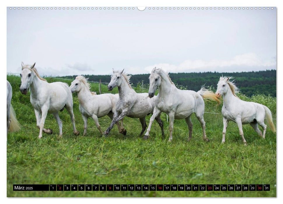 Traumpferd Lipizzaner (CALVENDO Premium Wandkalender 2025)