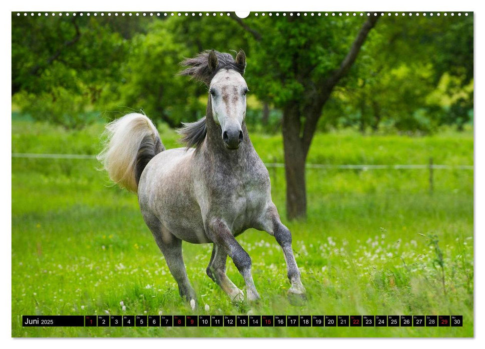 Traumpferd Lipizzaner (CALVENDO Premium Wandkalender 2025)