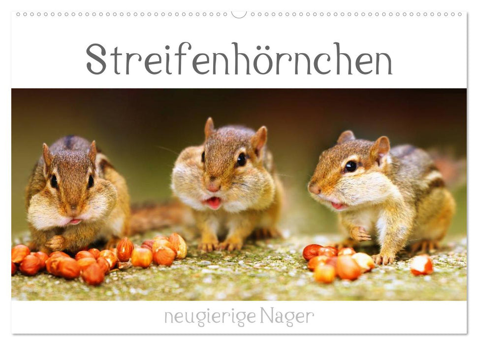 Streifenhörnchen - neugierige Nager (CALVENDO Wandkalender 2025)