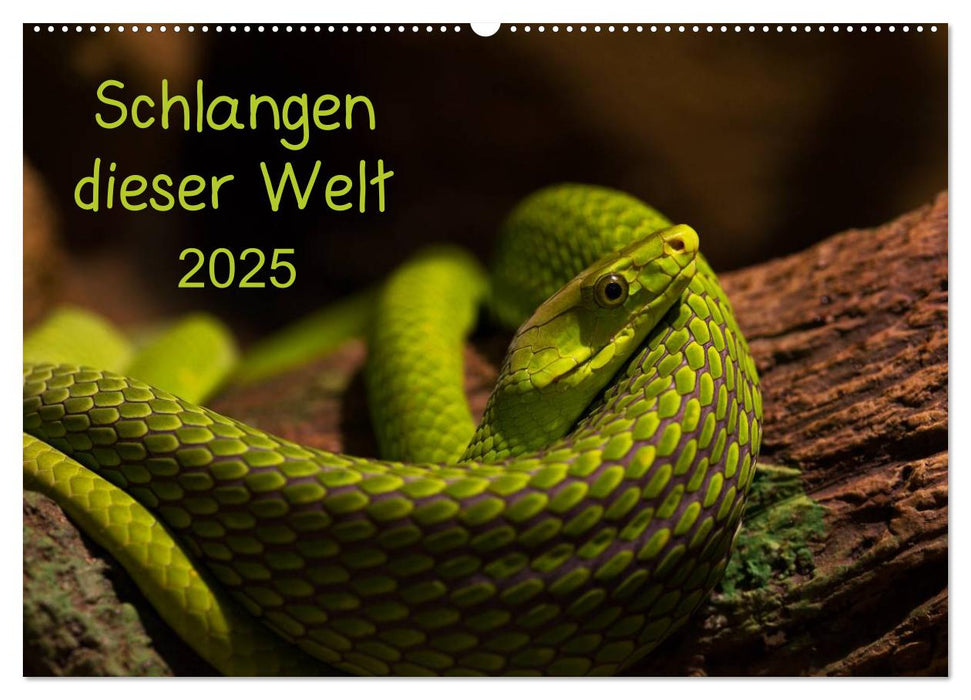 Schlangen dieser Welt (CALVENDO Wandkalender 2025)