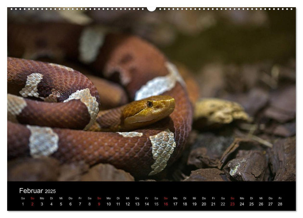 Schlangen dieser Welt (CALVENDO Wandkalender 2025)