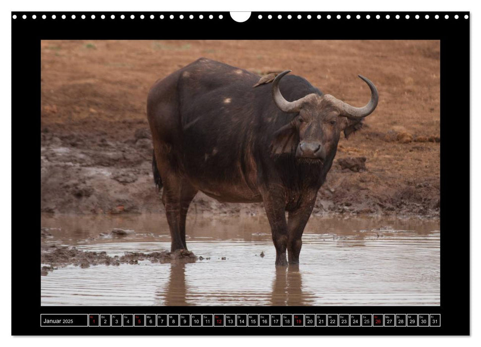 Büffel (CALVENDO Wandkalender 2025)