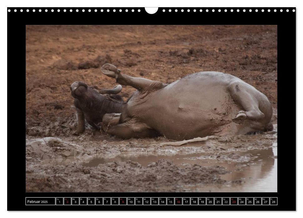 Büffel (CALVENDO Wandkalender 2025)