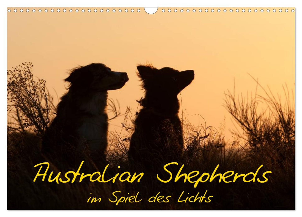 Australian Shepherds im Spiel des Lichts (CALVENDO Wandkalender 2025)