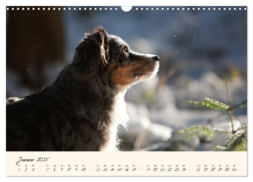 Australian Shepherds im Spiel des Lichts (CALVENDO Wandkalender 2025)