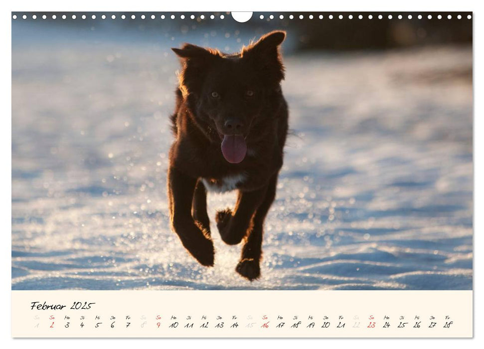 Australian Shepherds im Spiel des Lichts (CALVENDO Wandkalender 2025)