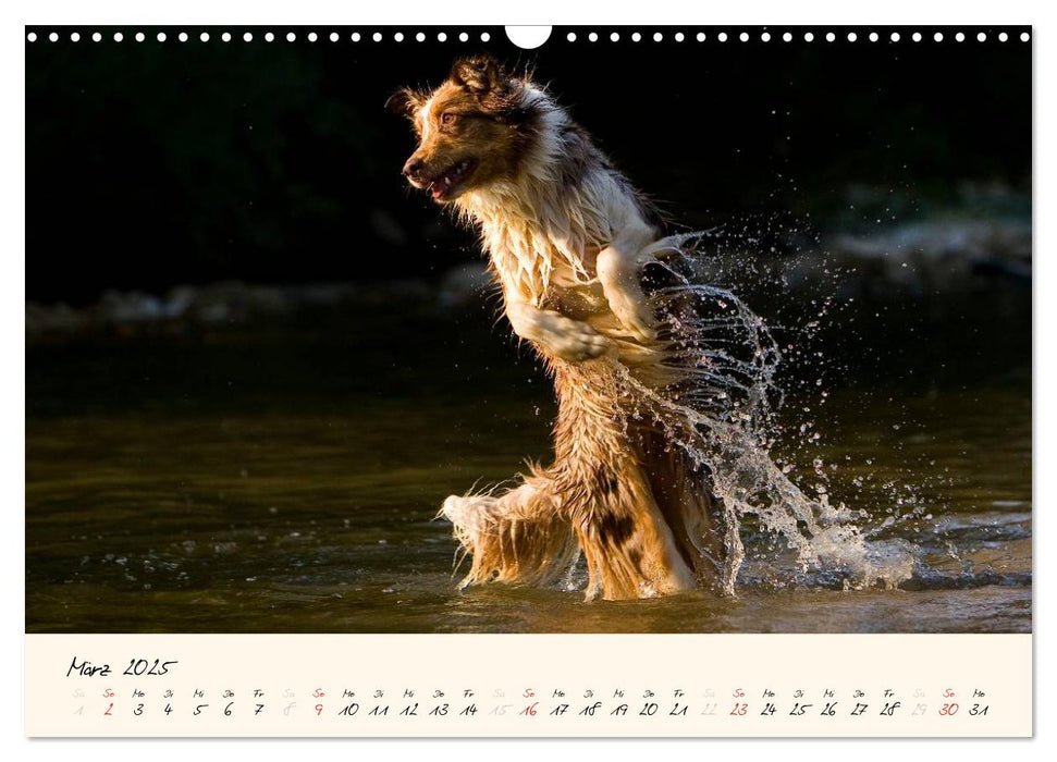 Australian Shepherds im Spiel des Lichts (CALVENDO Wandkalender 2025)