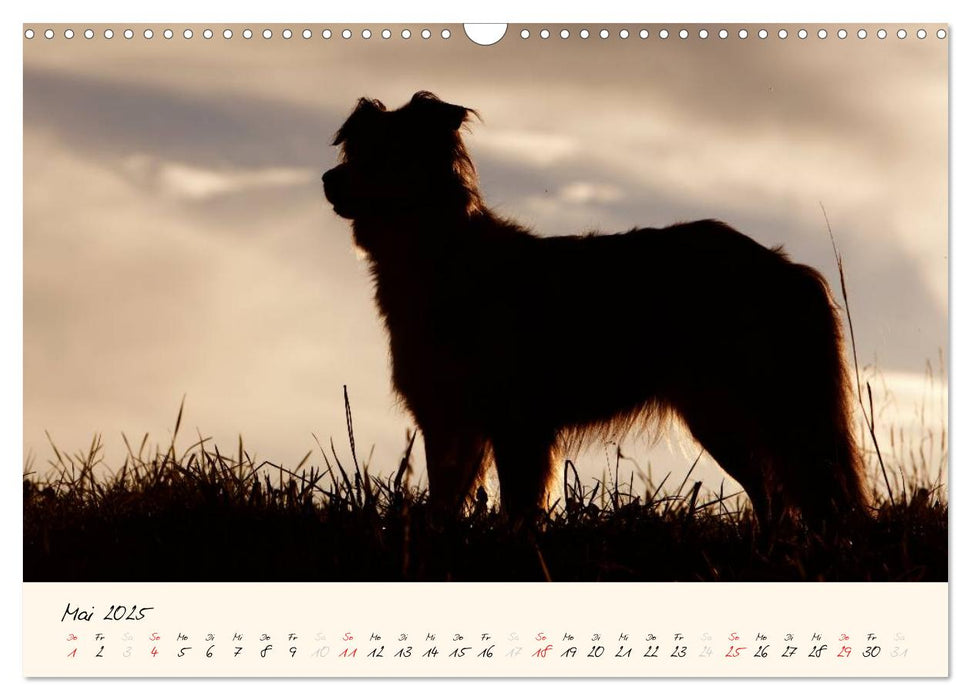 Australian Shepherds im Spiel des Lichts (CALVENDO Wandkalender 2025)