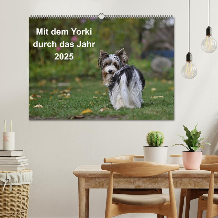 Mit dem Yorki durch das Jahr 2025 (CALVENDO Wandkalender 2025)