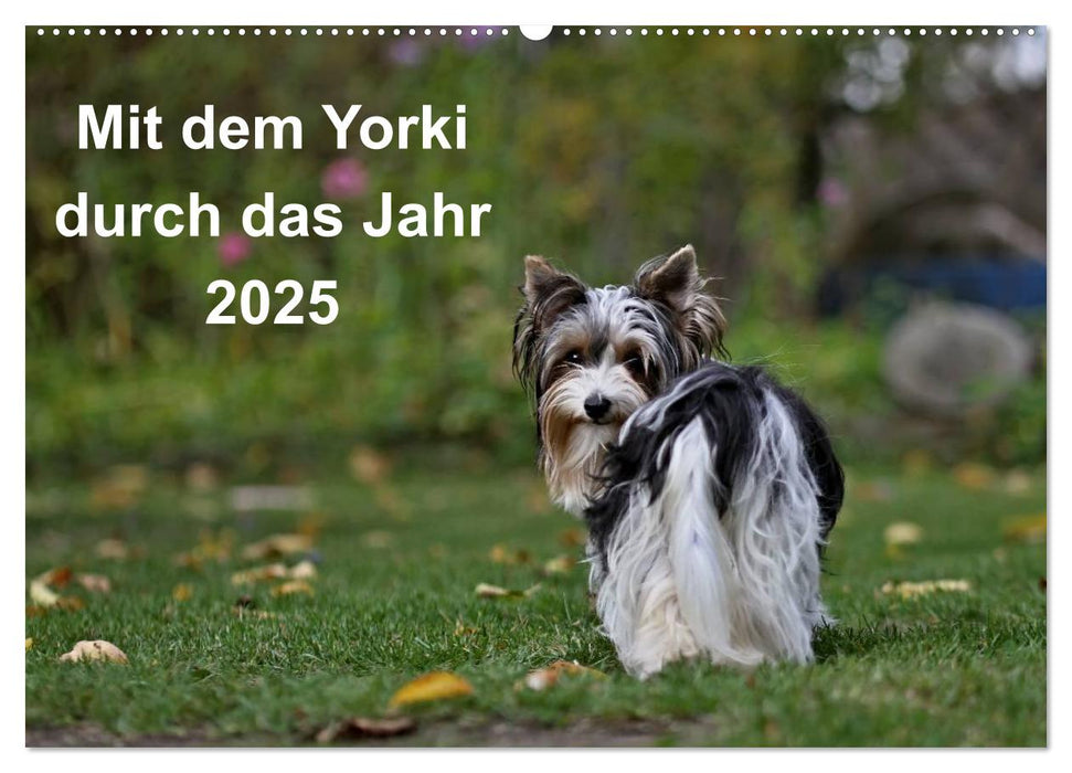 Mit dem Yorki durch das Jahr 2025 (CALVENDO Wandkalender 2025)