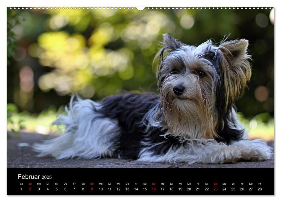 Mit dem Yorki durch das Jahr 2025 (CALVENDO Wandkalender 2025)